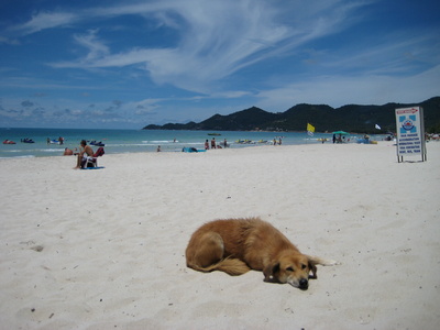 It's a dogs life. Ko Samui.