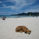 It's a dogs life. Ko Samui.