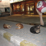 The local pound? No, just a street in Koh Samui.