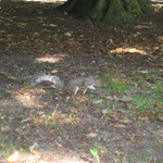 Squirrel! In Queen's Park, Kilburn