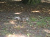 Squirrel! In Queen's Park, Kilburn