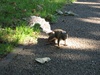 Another squirrel.  We like squirrels.