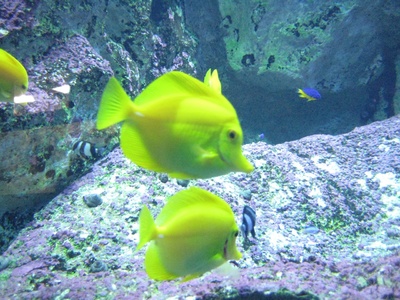 Tang Fish at the Aquarium!!