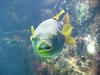 As well as this crazy guy.  Give us a kiss!