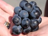 A pristine bunch of grapes.