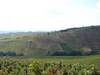 Fields of vines on the way up.