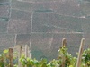 Never ending vineyards.