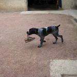 Mischievous mutt takes off with a shoe!