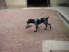 Mischievous mutt takes off with a shoe!