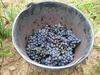 Bucket o' grapes.