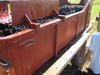 The sorting truck.  All grapes get deposited here.