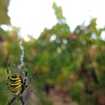 Spider in the vines.