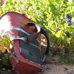 A carriers bucket. These hold 80kg of grapes!