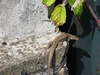 Lizzy the Lizard.