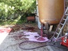 I watched as hundreds of litres of wine goes spilling.  Apparently this wasn't supposed to happen ...