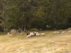 Local wildlife  