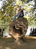 Tom conquers a stump.
