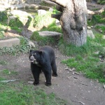 Big Bear!