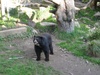 Big Bear!