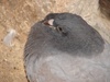 City wildlife