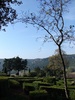 Boxwood hedges