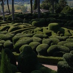 Boxwood hedges at their best