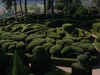 Boxwood hedges at their best