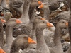 Duck, duck, goose.  You're it!