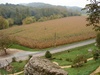 Corn fields all over the region