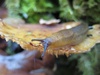 Sluggy!