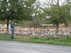 Large pens full of geese