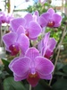 Let the Orchids begin