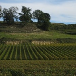One of many fields of vins