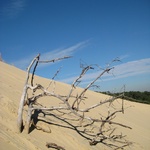 The dune has killed dozens of trees