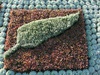 The silver fern even got mentioned!
