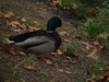 Gini's friend ducky