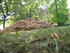 This is a daily business for the French in Autumn - cleaning up the leaves