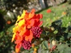 Pretty flower