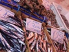 All sorts of coloured fish