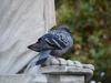 Pigeon foot