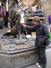 Nice piggy, now eat the coin!