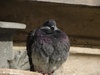 Pidgy - sleeping!