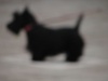 What a silhouette!