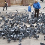 Chaos with pigeons feeding