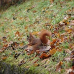 Bern: Gini's friendly squirrel!