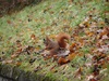 Bern: Gini's friendly squirrel!