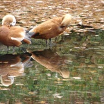 Bern: Duckies! The local birdlife was abundant.