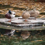 Bern: Sleeping, one legged Duckies