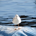 Lucerne: Even the Swiss seagulls were small and sleek.