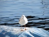 Lucerne: Even the Swiss seagulls were small and sleek.